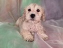 Male Wheaten colored Schnoodle Puppy for sale #6 Ready December 2012|Have a Schnoodle Puppy delivered to Newark, New Jersey this year for Christmas